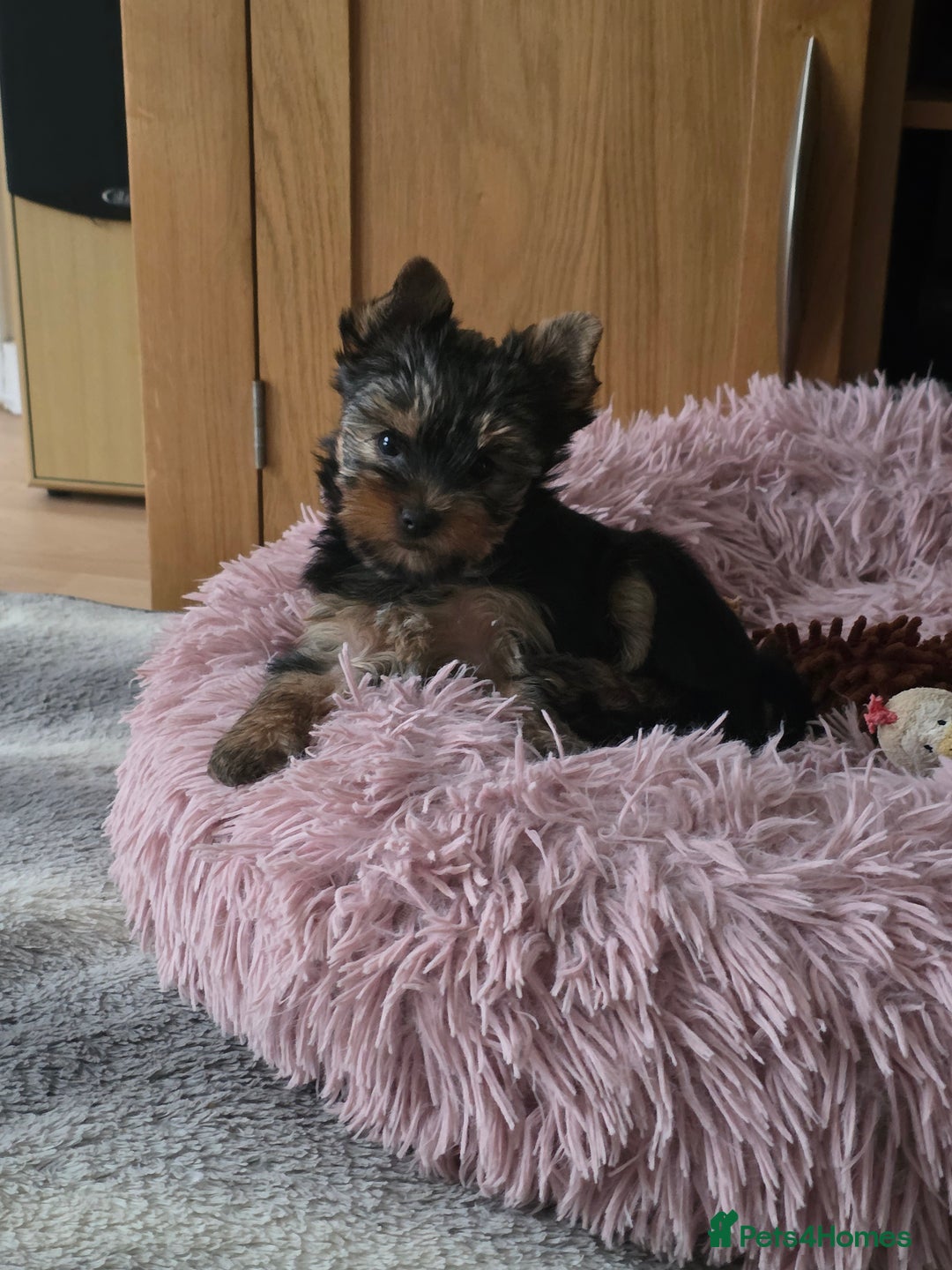 Yorkshire Terrier dogs for sale: KC registered Sweet Yorkshire terier puppies!!! - Image 5