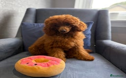 Toy Poodle dogs for sale: Stunning KC Reg Dark Red Toy Poodle born 2/5/2025 - Image 3