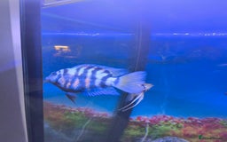 Cichlids fish for sale: Tropical fish for sale! - Image 3
