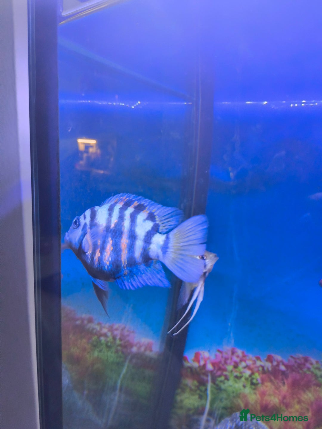 Cichlids fish for sale: Tropical fish for sale! - Image 3