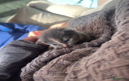 Ragdoll cats for sale: Ragdoll cats  - Image 10