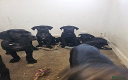 Cane Corso dogs for sale: Panther cane corso can leave today boy / girl  - Image 5