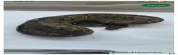 Python Snake reptiles for sale: Ball pythons  - Advert 12