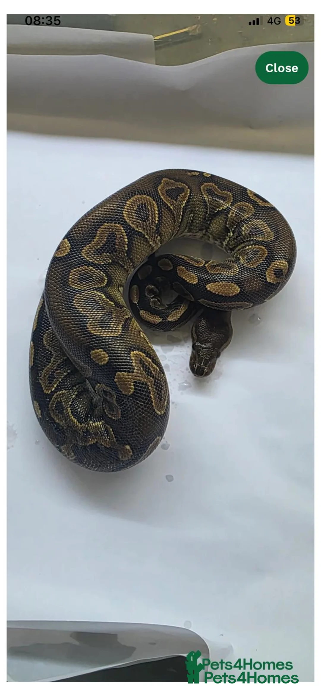Python Snake reptiles for sale: Ball pythons  - Advert 3