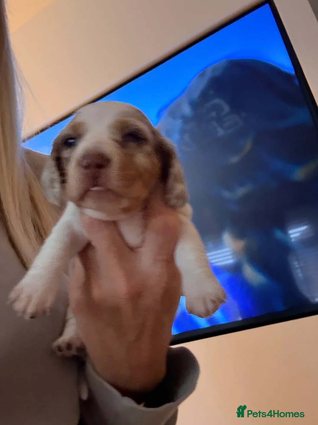 Miniature Dachshund dogs for sale: Beautiful miniature Dachshund  - Advert 2