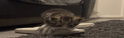 Mixed Breed cats for sale: Beautiful little kittens - Advert 22