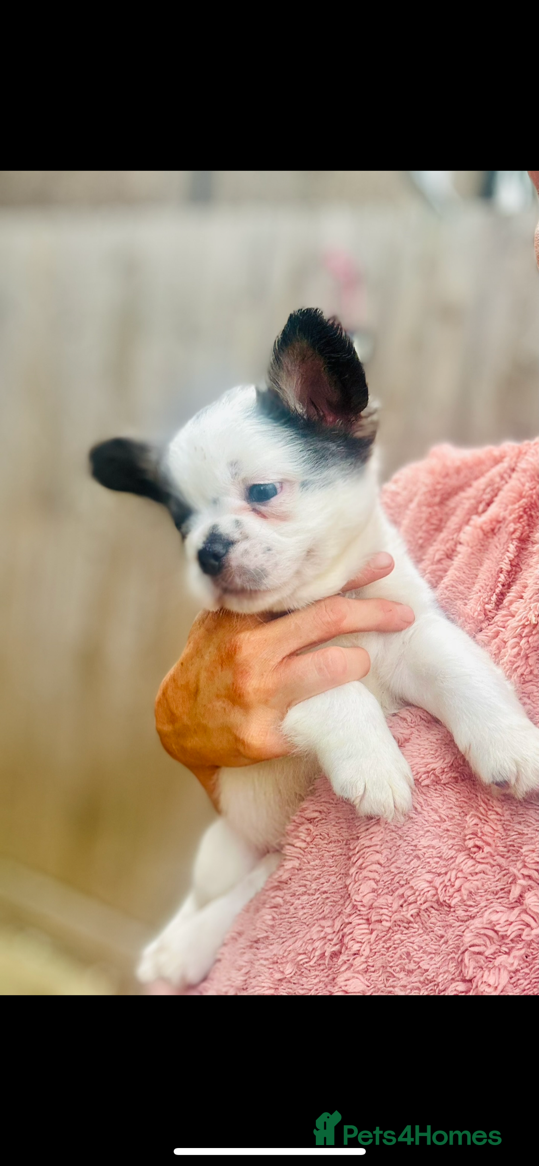 French Bulldog dogs for sale: Full Fluffy KC French bulldog Pupps 2 boys 1 girl  - Image 3