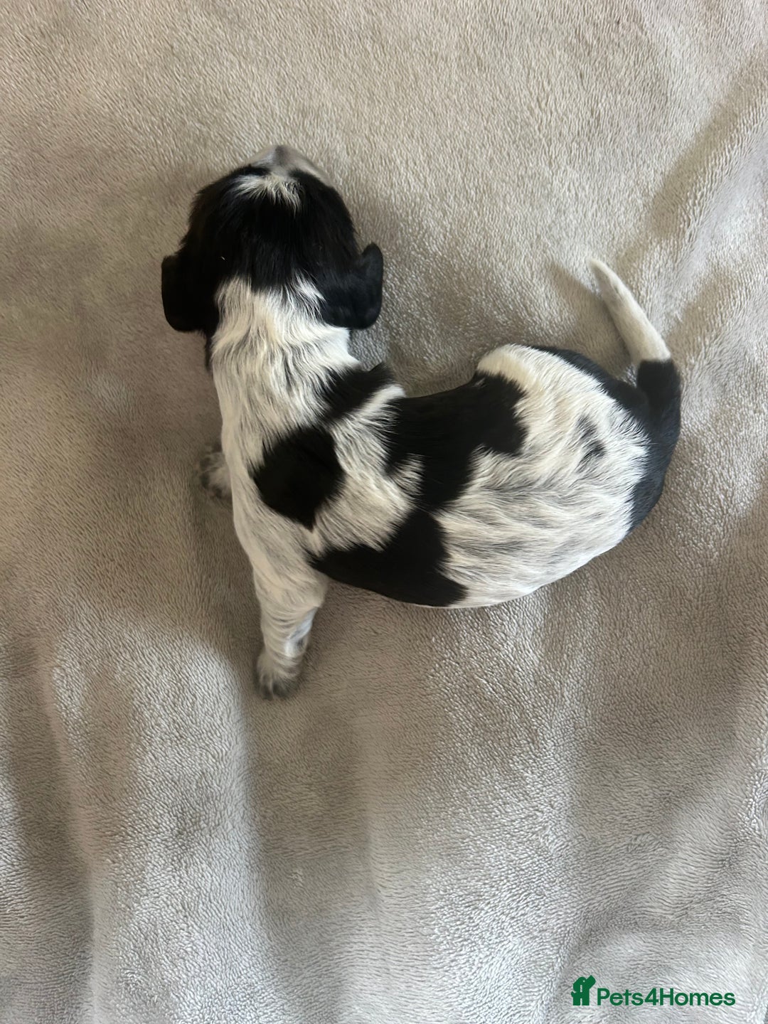 Cocker Spaniel dogs for sale: Blue roan cocker spaniels  - Image 15