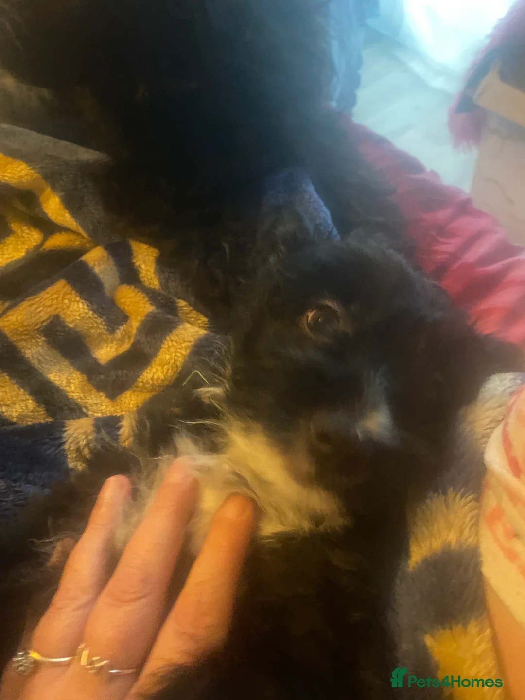 Mixed Breed dogs for sale: Maltipom puppies are now ready for new homes - Advert 16