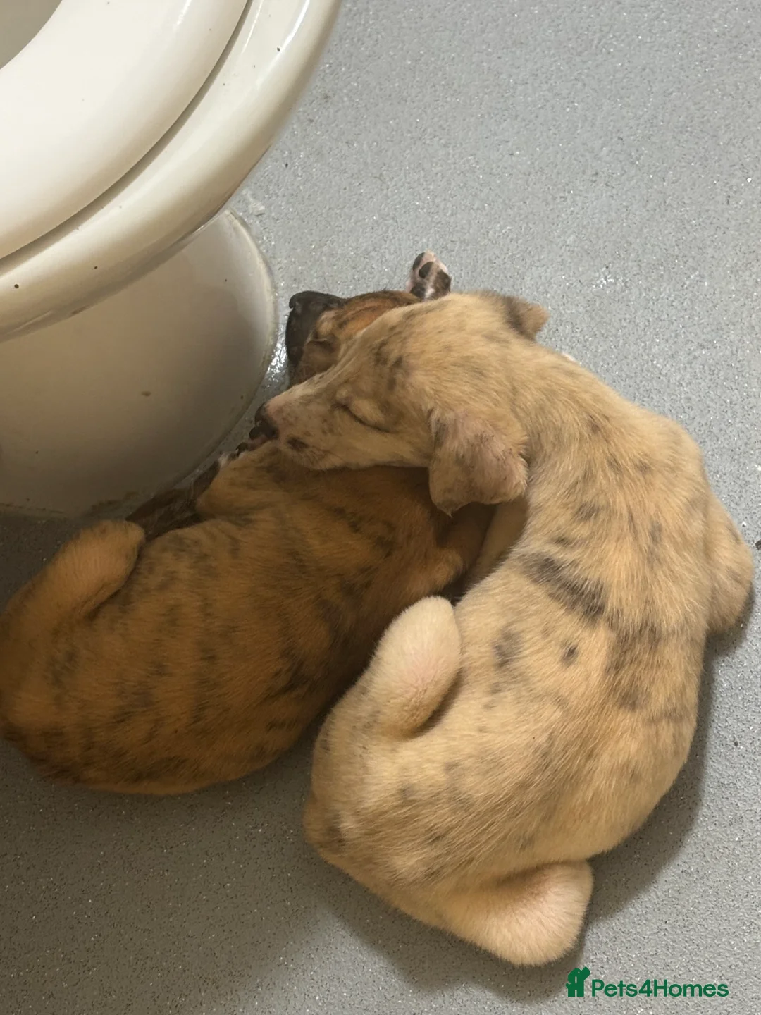 Mixed Breed dogs for sale: Marley - Advert 2