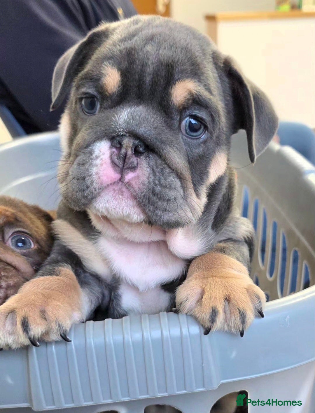 English Bulldog dogs  Blue Female English Bulldog  - Advert 4