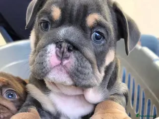 English Bulldog dogs Blue Female English Bulldog - Advert 4