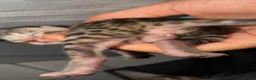 Bengal cats for sale: Bengal kittens for sale  in London - Advert 10