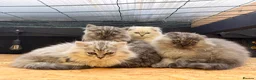 British Longhair cats for sale: Rainbow litter of show quality kittens  - Advert 8