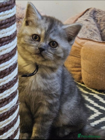 British Shorthair cats - Advert 11