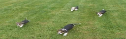 Beagle dogs for sale: Quality Health Tested Beagle Puppies - Advert 19