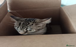 Bengal cats for sale: Beautiful tabby girl - Image 5