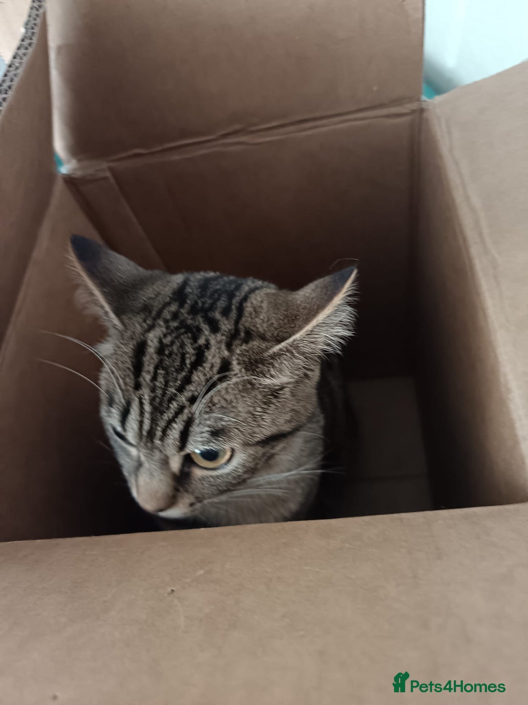 Bengal cats for sale: Beautiful tabby girl - Image 5