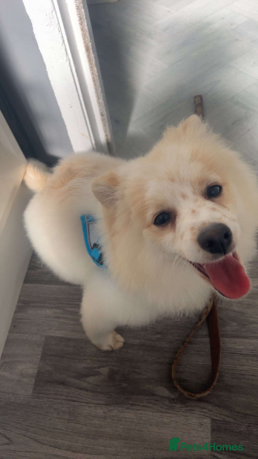 Pomeranian dogs for sale: Tri Pomeranian  - Image 3