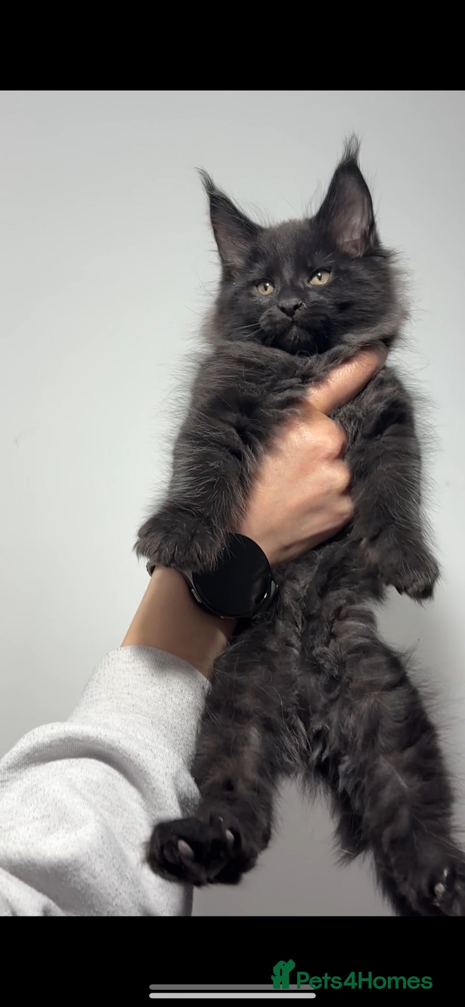 Maine Coon cats XXL RUSSIAN MAINE COON KITTENS - Advert 1