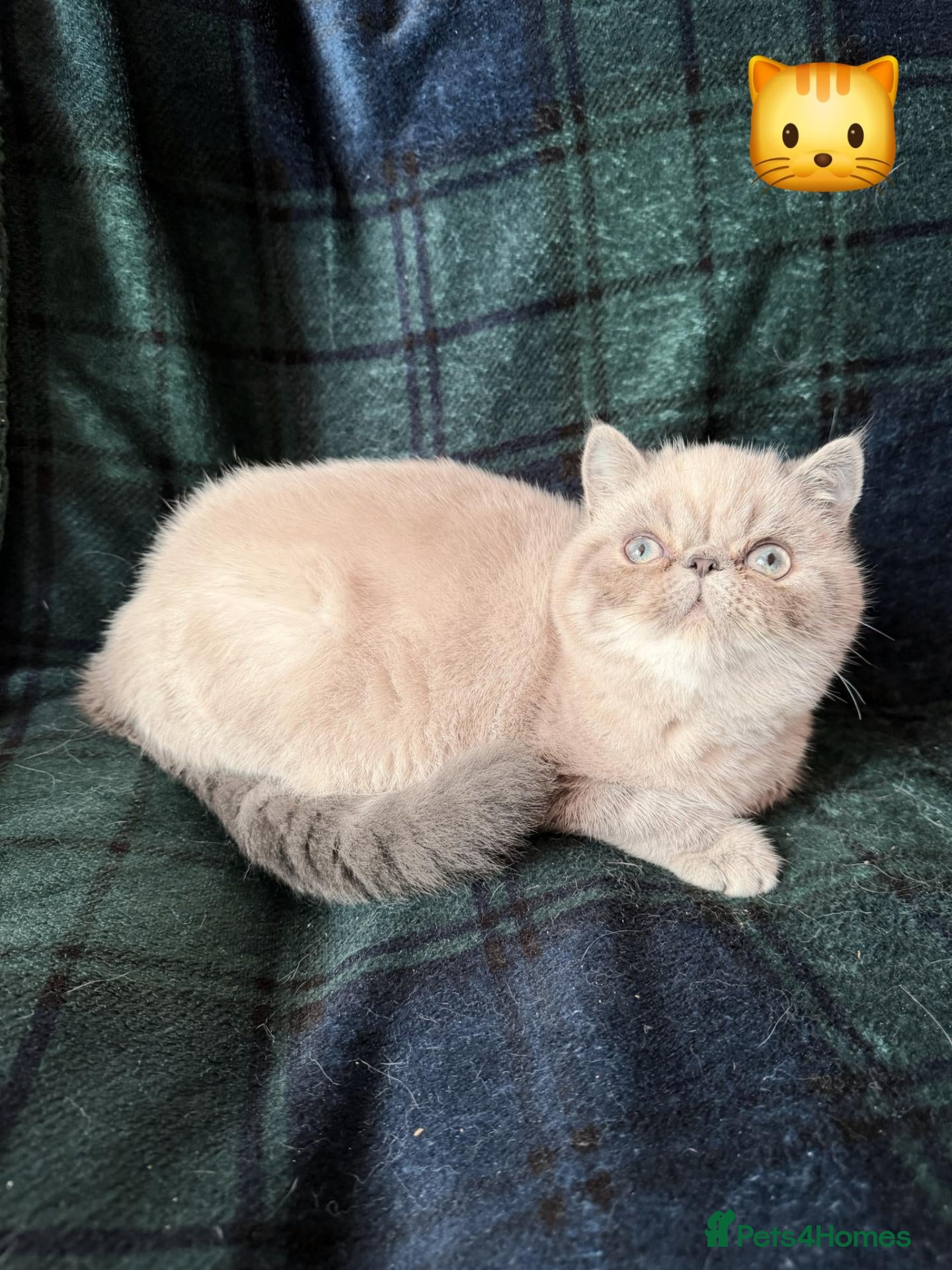 Exotic cats 1 Blue eyed Colourpoint Persian Exotic left - Advert 8
