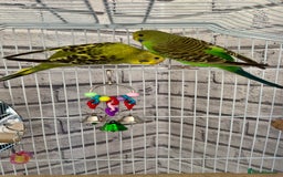 Budgerigars birds for sale: 2 Female Budgies with Cage - Image 3