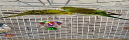 Budgerigars birds for sale: 2 Female Budgies with Cage - Advert 3