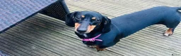 Miniature Dachshund dogs for sale: 3 year old miniature dachshund for sale  - Advert 4