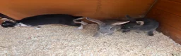 Mixed Breed rabbits for sale: gorgeous baby bunnies  - Advert 6