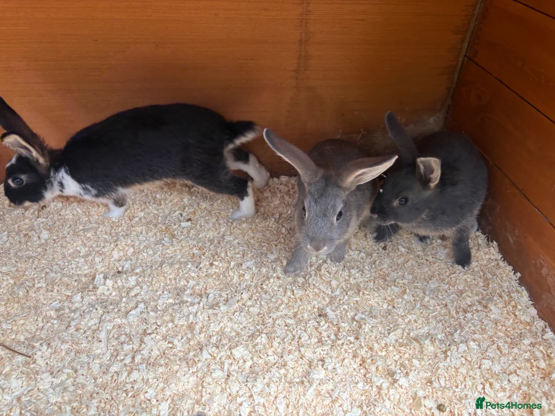 Mixed Breed rabbits for sale: gorgeous baby bunnies  - Advert 6