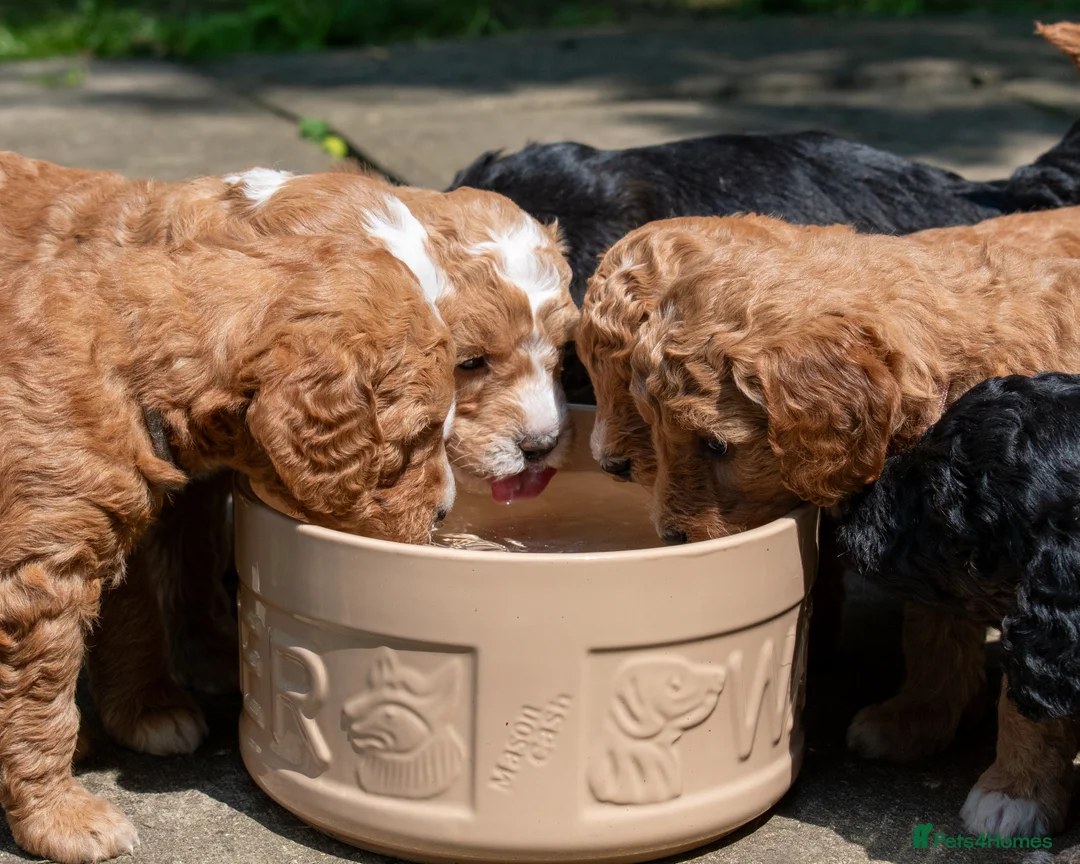 Goldendoodle dogs for sale: F1b Miniature Goldendoodle Waiting List - Advert 7