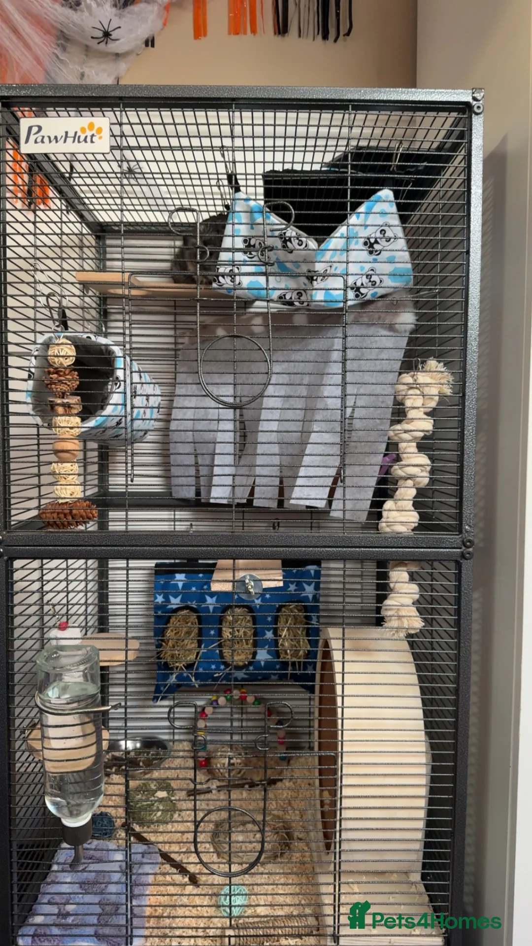 Chinchilla rodents for sale: Chinchilla for sale £150 includes accessories  - Advert 2