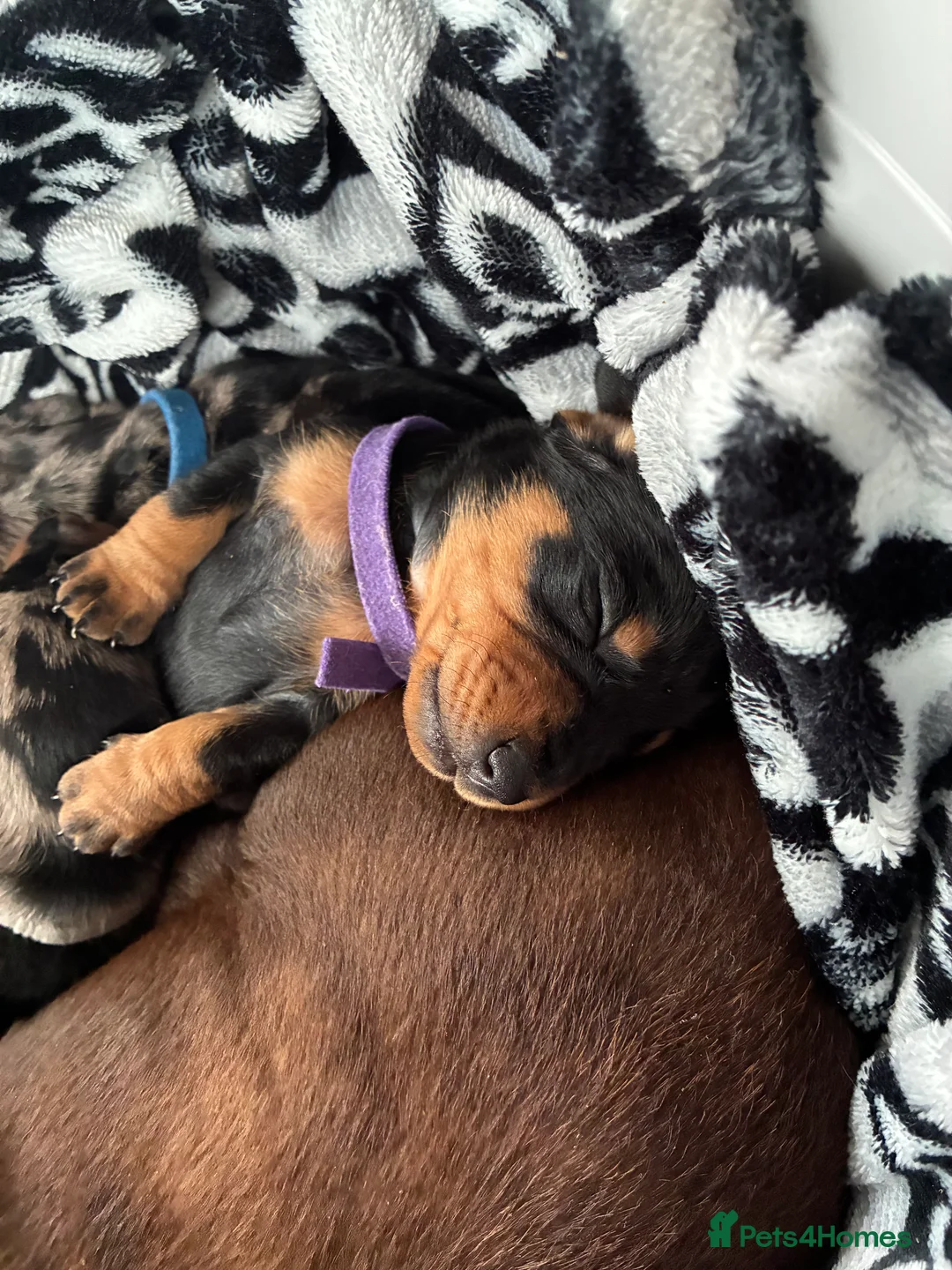 Miniature Dachshund dogs for sale: Gorgeous Minature Daschund Puppies  - Advert 6