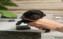 Cockapoo dogs for sale: F2 cockapoo boys 1 left available  - Advert 16