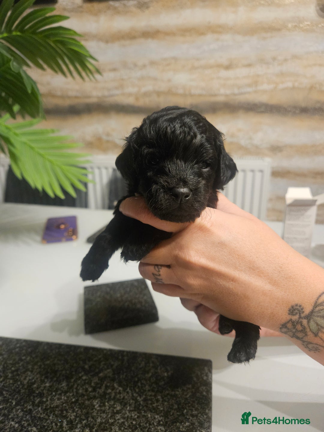 Cockapoo dogs for sale: F2 cockapoo boys 1 left available  - Advert 16