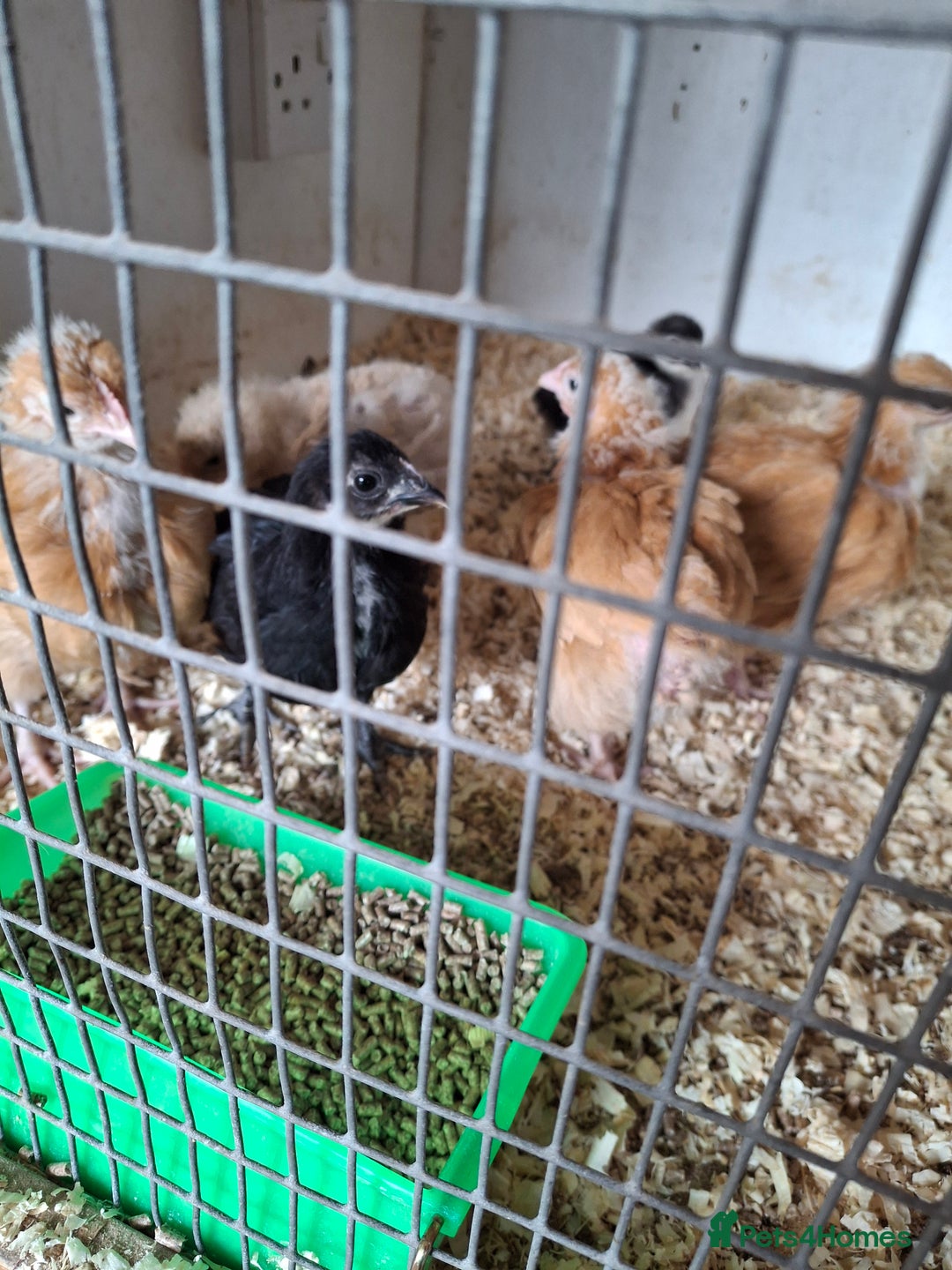 Chickens poultry for sale: Unsexed orpington chickens  - Image 3