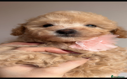 Toy Poodle dogs for sale: 2x silver 1x cream female pure bred toy poodles - Image 4