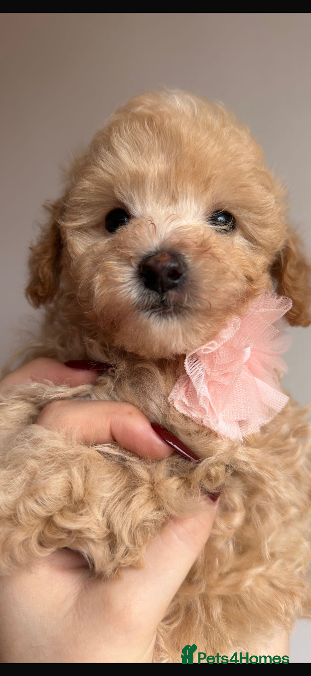Toy Poodle dogs for sale: 2x silver 1x cream female pure bred toy poodles - Image 4