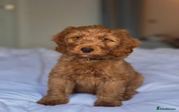 Miniature Poodle dogs for stud: Dark Red Miniature Poodle Stud Package Available in Southampton - Image 5