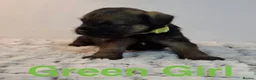 Border Terrier dogs for sale: Beautiful Borders - Advert 7