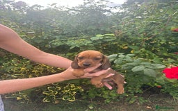 Miniature Dachshund dogs for sale: Male miniature dachshund pup needs a loving home🩵 - Image 8