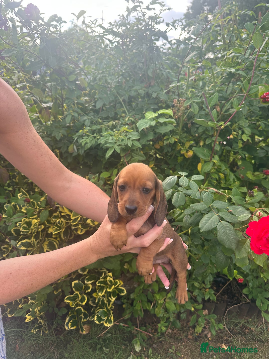 Miniature Dachshund dogs for sale: Male miniature dachshund pup needs a loving home🩵 - Image 8