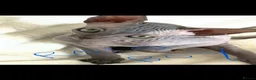 Sphynx cats for sale: Sphynx cannadian kittens ready now  - Advert 5