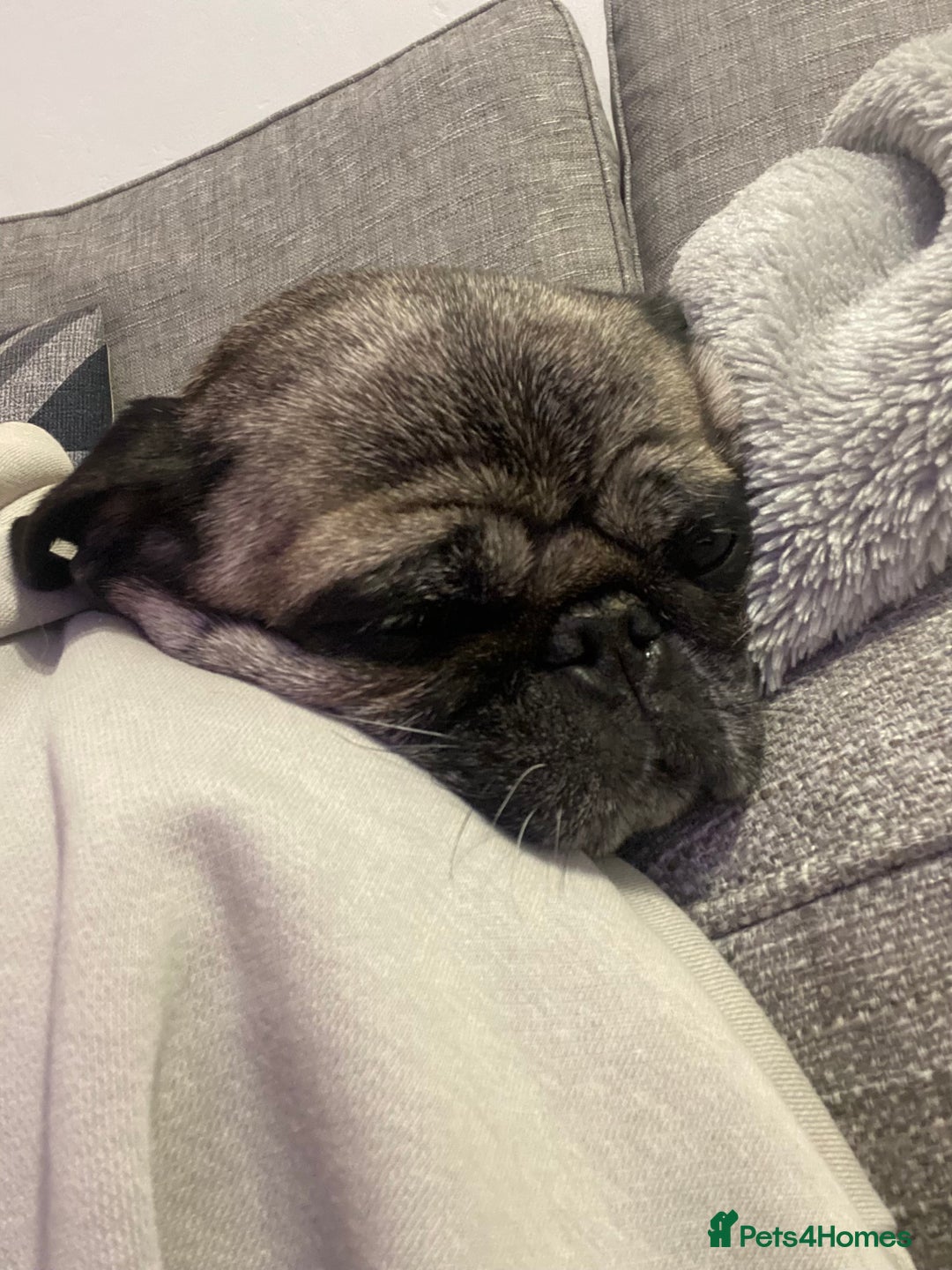 Pug dogs for sale: The sweetest 8 year old Female Pug  - Advert 4