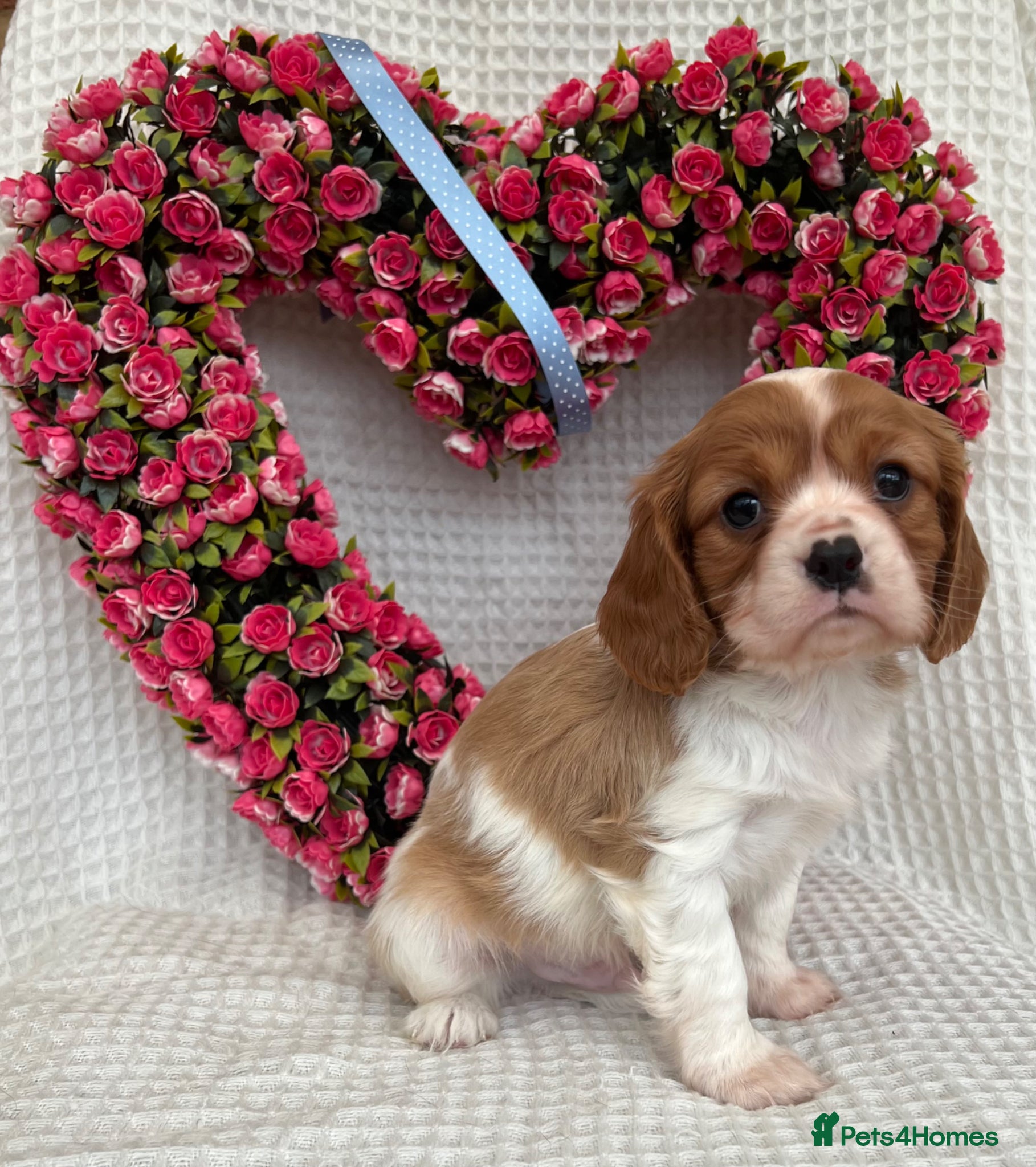 Cavalier King Charles Spaniel dogs Stunning Cavalier King Charles puppies  - Advert 1
