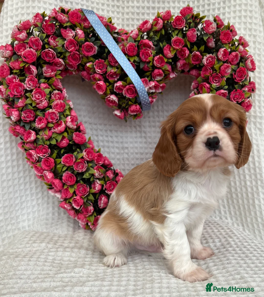 Cavalier King Charles Spaniel dogs for sale: Stunning Cavalier King Charles puppies  - Advert 1