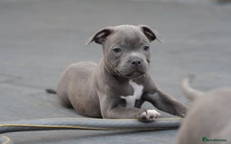 Staffordshire Bull Terrier dogs for sale: 🐾 Staffordshire Bull Terrier Puppies for Sale 🐾 - Image 4
