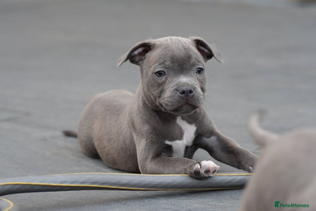 Staffordshire Bull Terrier dogs for sale: 🐾 Staffordshire Bull Terrier Puppies for Sale 🐾 - Image 4