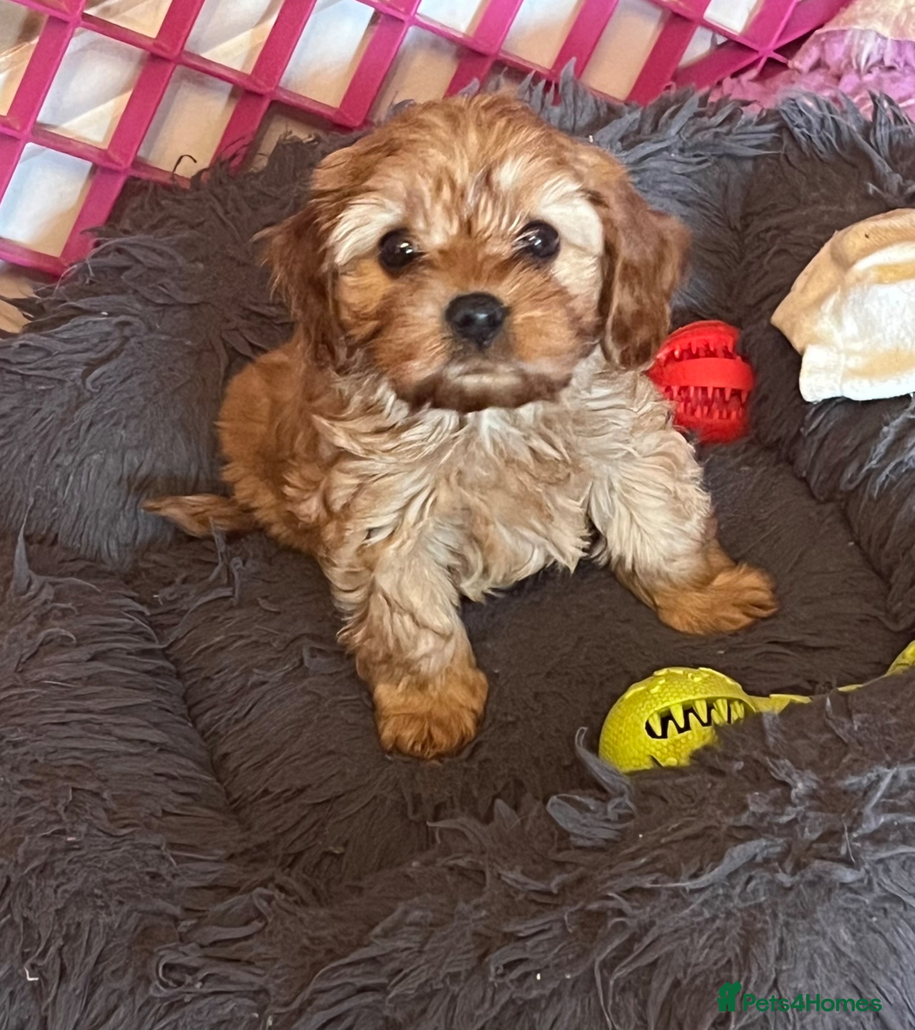Cavapoo dogs Gorgeous Pretty F2 Cavapoo Puppies 🐾 - Advert 16