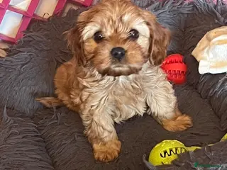 Cavapoo dogs Gorgeous Pretty F2 Cavapoo Puppies 🐾 - Advert 16